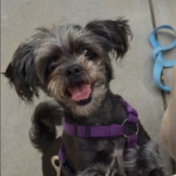 Meet your Posher, Tricia - Picture 1 of 1